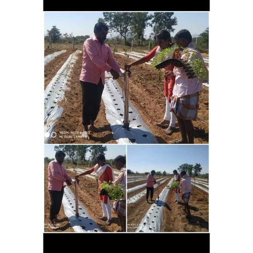 Hectare Seedlings Transplanter