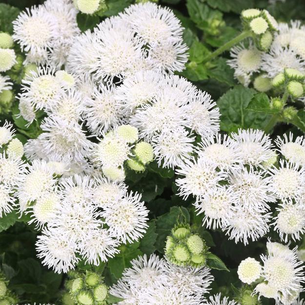 Ageratum White Ball Flower Seeds