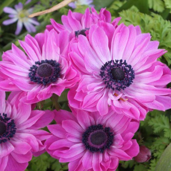 Anemone Admiral (bulbs)