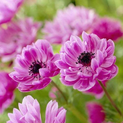 Anemone Admiral (bulbs)