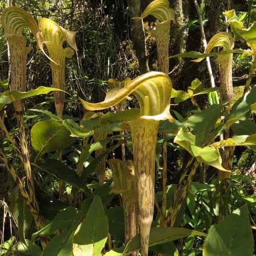 Arisaema Nepenthoides (Bulbs)