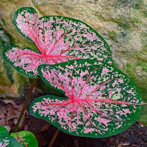 Caladium Scarlet Beauty (Bulbs)