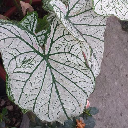 Caladium Christmas White (Bulbs)