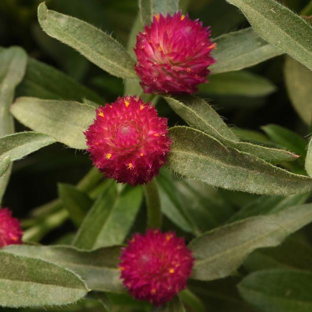 Gomphrena QIS Orange Flower Seeds