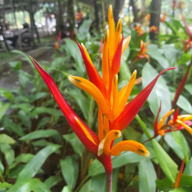 Heliconia Psittacorum Lady Di  (Bulb)