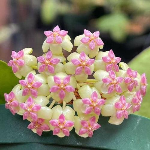 Hoya Icensis Plant