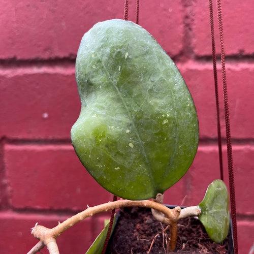 Hoya Icensis Plant