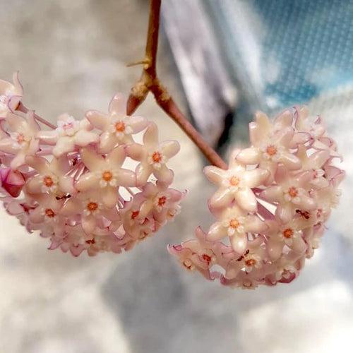 Hoya macrophylla 'Pot of God' Plant