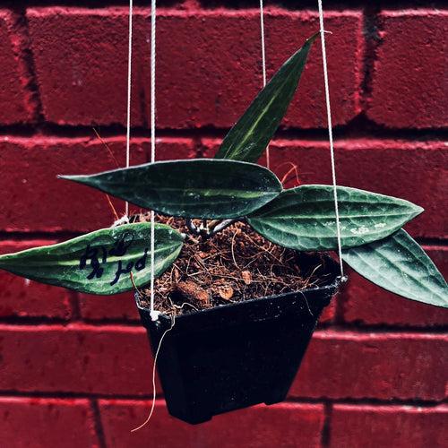 Hoya macrophylla 'Pot of God' Plant