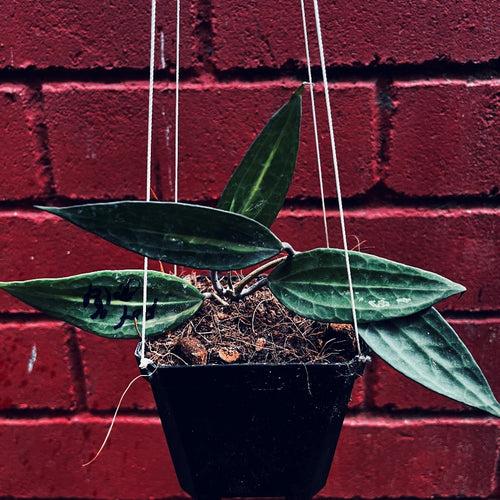 Hoya macrophylla 'Pot of God' Plant