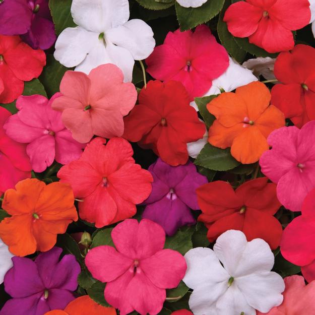 Impatiens Beacon Mix Flower Seeds