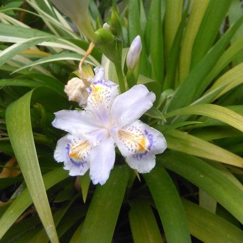 Iris Japonica Plant