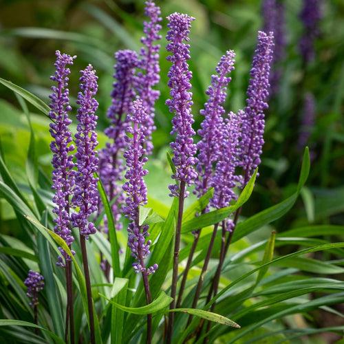 Liriope muscari 'Variegata' Plant