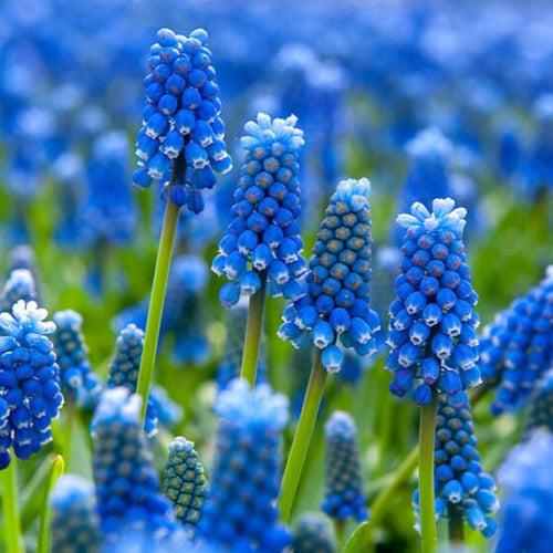 Muscari Aremeniacum (Grape Hyacinth) Bulbs