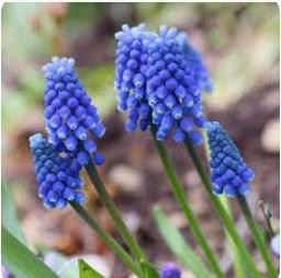 Muscari Aremeniacum (Grape Hyacinth) Bulbs