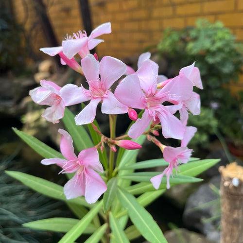 Nerium oleander 'Apple blossom' Plant