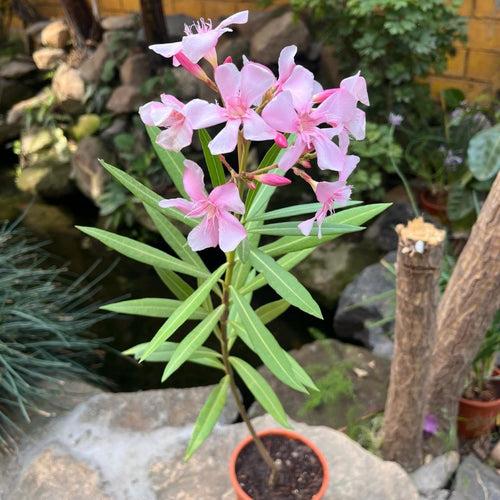 Nerium oleander 'Apple blossom' Plant