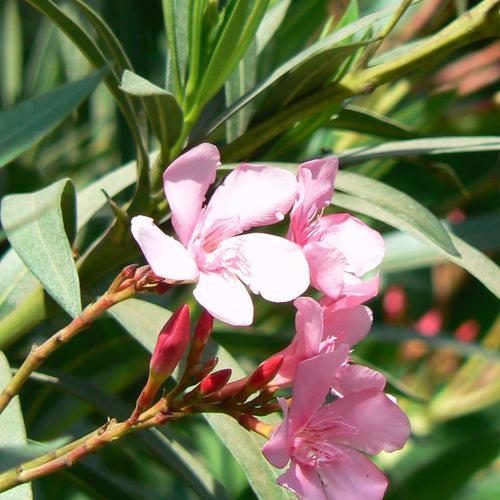 Nerium oleander 'Apple blossom' Plant