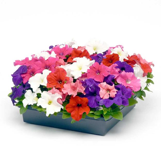 Petunia Ez Rider Mix formula Flower Seeds