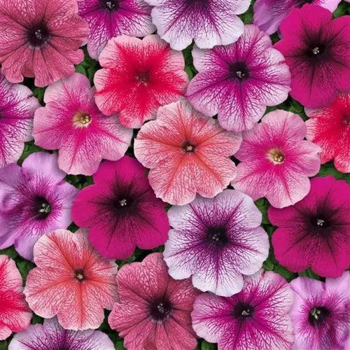 Petunia Mirage Mix Flower Seeds