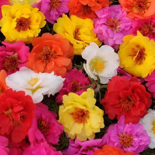 Portulaca Happy Tails Flower Seeds