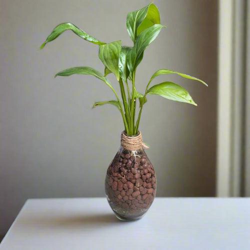 Peace Lily 'Petite' Terrarium Kit