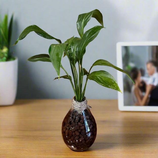 Peace Lily 'Petite' Terrarium Kit