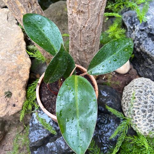 Philodendron Congo Red Plant