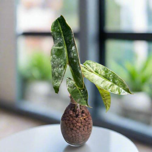 Philodendron 'Billietiae' Terrarium Kit