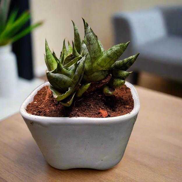 Sansevieria 'Mini Boncel' Plant