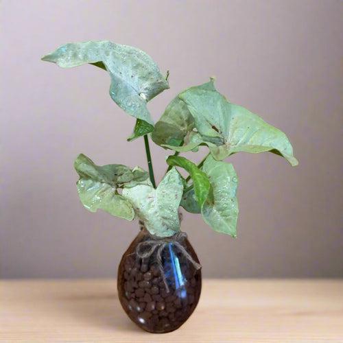 Syngonium Milk Confetti  Terrarium Kit