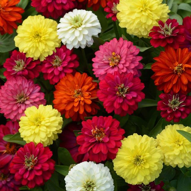 Zinnia Zahara Double Mix Flower Seeds