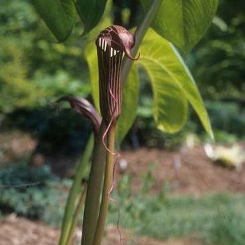 Arisaema Costatum (Bulbs)