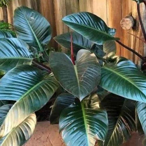 Philodendron Congo Red Plant