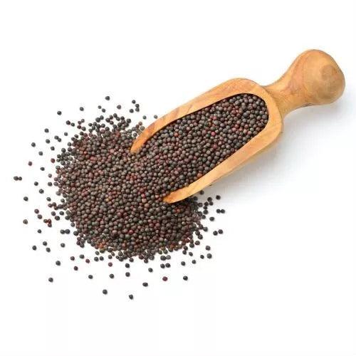 Kunjika Jadibooti Black Mustard Seeds Big | Black Mustard Rai Seeds Big | Kali Sarson Dana | Sarson dana | Gluten Free | Indian Spices & Masala - 100 gm