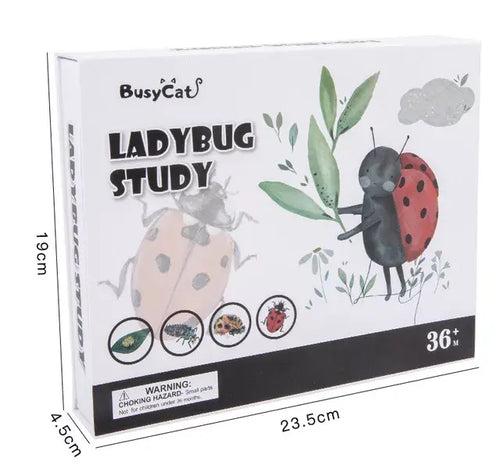 Ladybug Study