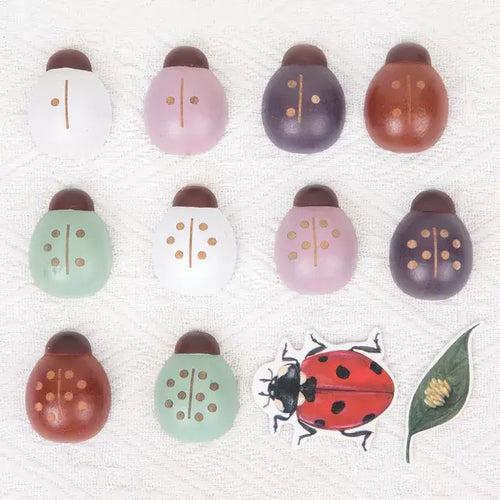 Ladybug Study