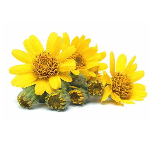 Arnica Oil