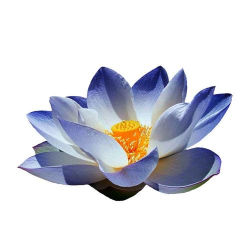 Blue Lotus Absolute