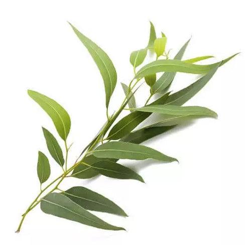 Eucalyptus Oil 80%