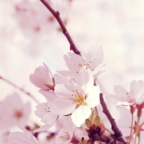 Peach Blossom Fragrance Oil