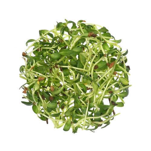 Fenugreek Seeds for Growing Sprouts & Microgreens 200g  - Organic Methi Dana for Kitchen Garden