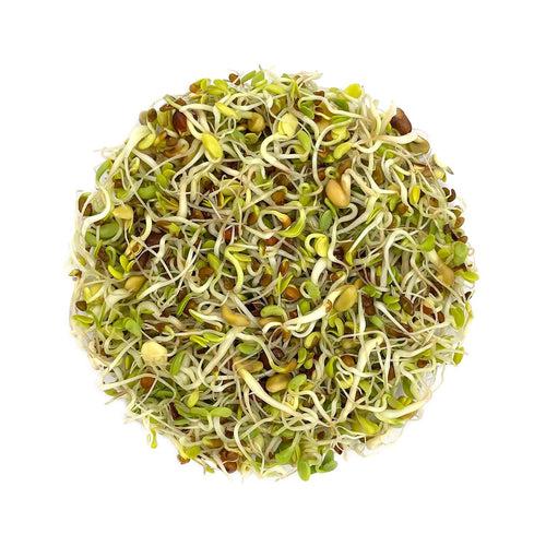 Mix Seeds for Sprouting 200g -A unique & delicious  blend of Alfalfa, Clover, Fenugreek & Radish seeds | Organic Sprouting Mix