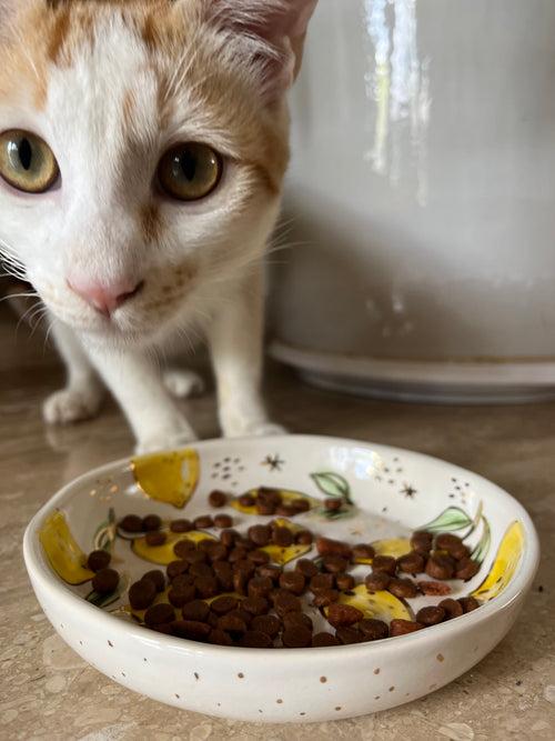 Botanical Ceramic Feeder Bowls - Anti Whisker Fatigue