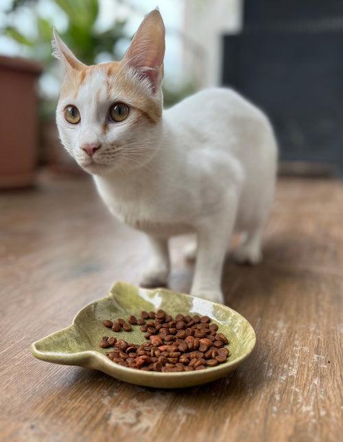 Minimalist Ceramic Feeder Bowls