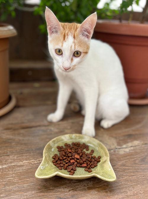 Minimalist Ceramic Feeder Bowls