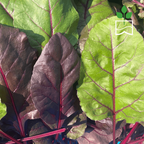 Beetroot Leaves