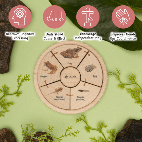 Life Cycle Puzzle - Oviparous