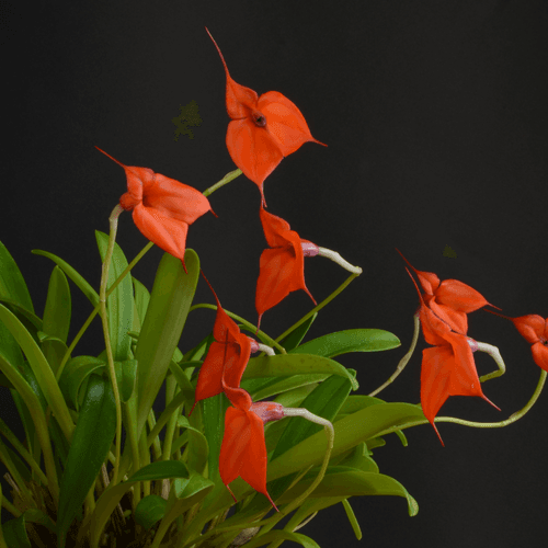 Masdevallia Amabilis