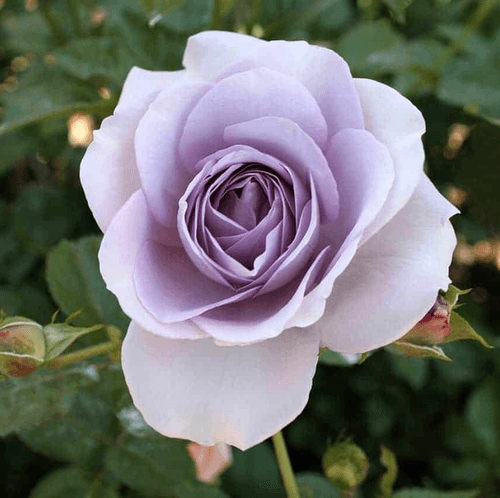 Galaxy Glow | Hybrid Tea rose